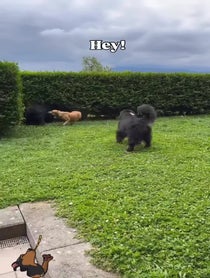 Poster for Birthday video from Carl the Mountain Dog & Steve the Newfie