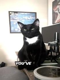 Poster for Other video from chillcatguy