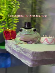 Poster for Birthday video from The Frogs & Tay