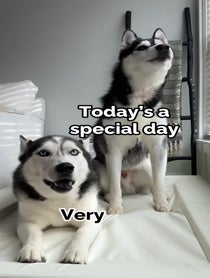 Poster for Other video from The Husky Moon