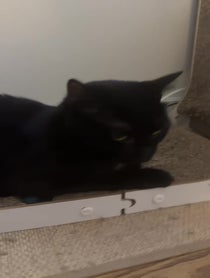 Poster for Other video from Spicy The Cat