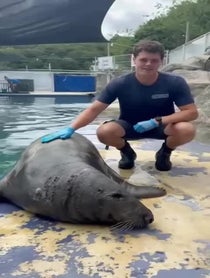 Poster for Other video from The Cornish Seal Sanctuary