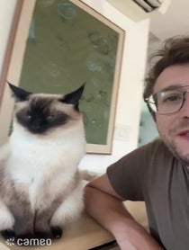 Poster for Intro video video from Merv The Cat