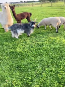 Poster for Other video from Willowlane alpacas Gary & Karen goats