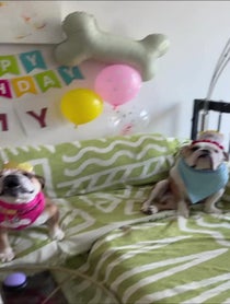 Poster for Birthday video from Walter & Chandler The English Bulldogs