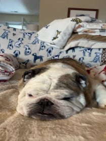 Poster for Birthday video from Reuben the Bulldog