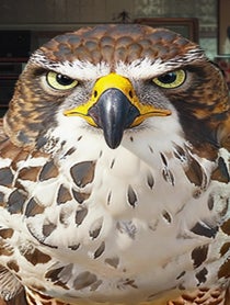 Poster for Other video from Falcon