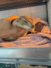 Poster for Other video from Poppy_the_Prairie_Dog