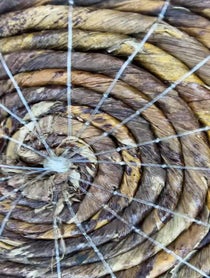 Poster for Birthday video from Anneliese van der Pol