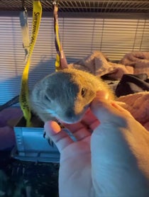 Poster for Birthday video from Poppy_the_Prairie_Dog