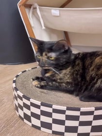 Poster for Birthday video from The Cattery Cat Shelter