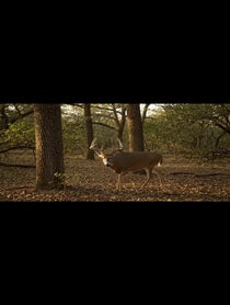 Poster for Roast video from Trailcam Confessions