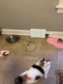 Poster for Birthday video from Papaya The Cat