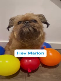 Poster for Birthday video from Howard & Ned The Griffons