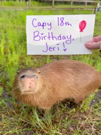 Poster for Birthday video from Pumpkin The Capybara & Trixie The Crow