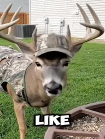 Poster for Roast video from Bucknasty