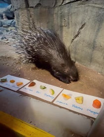 Poster for Other video from Bintu the African Crested Porcupine