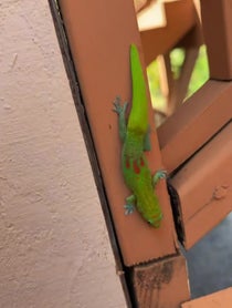 Poster for Intro video video from geckgoals