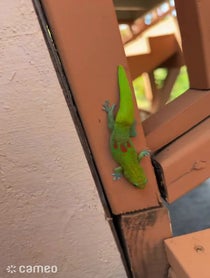 Poster for Intro video video from geckgoals