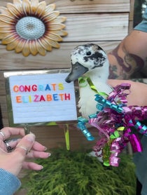 Poster for Other video from Cheese and Quackers Ducks