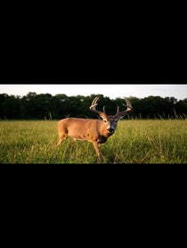Poster for Birthday video from Trailcam Confessions