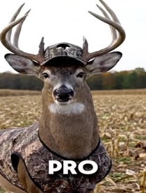 Poster for Roast video from Bucknasty