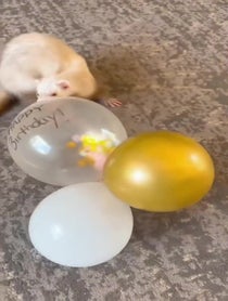 Poster for Birthday video from Tuna Lynn