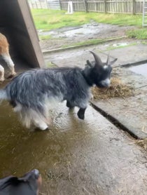 Poster for Birthday video from Willowlane alpacas Gary & Karen goats