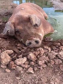 Poster for Birthday video from Better Piggies Rescue