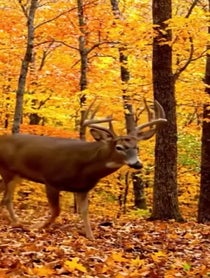 Poster for Roast video from Trailcam Confessions
