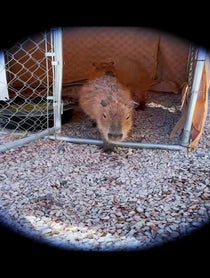 Poster for Birthday video from Minnie and Gene The Capybara