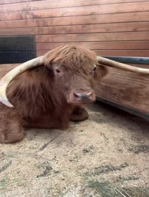 Poster for Birthday video from Buckley The Highland Cow