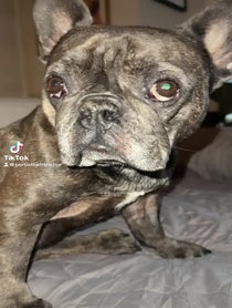 Poster for Pep Talk video from Bertie the Frenchie