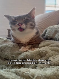 Poster for Other video from Rigby Cat