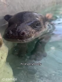Poster for Intro video video from Mars the Pygmy Hippo
