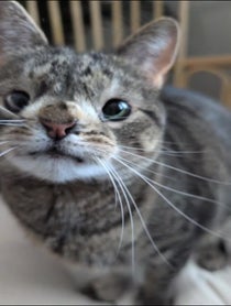 Poster for Birthday video from Maya the Cat