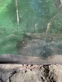 Poster for Birthday video from North American River Otters