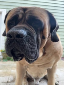 Poster for Other video from PoohBear The Mastiff