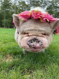 Poster for Pep Talk video from Abby The Pink Piggy