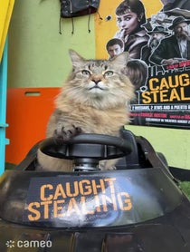Poster for Intro video video from Tonic the Cat