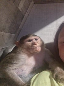 Poster for Other video from MonkeyPaisley