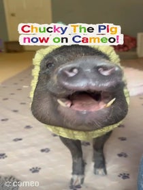 Poster for Intro video video from Chucky The Pig