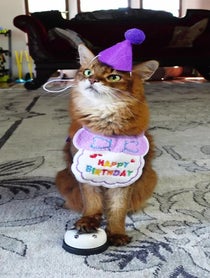 Poster for Birthday video from Summer Samba