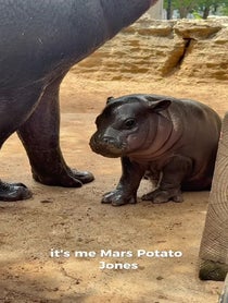 Poster for Pep Talk video from Mars the Pygmy Hippo