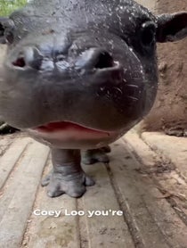 Poster for Other video from Mars the Pygmy Hippo