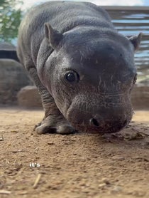 Poster for Other video from Mars the Pygmy Hippo