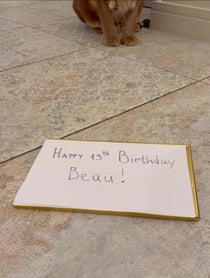 Poster for Birthday video from Pumba Caracal