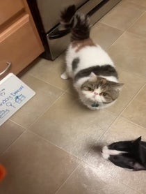 Poster for Birthday video from Papaya The Cat