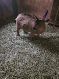 Poster for Pep Talk video from Wally Chicago's Favorite Goat