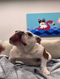 Poster for Birthday video from Pancake 🥞